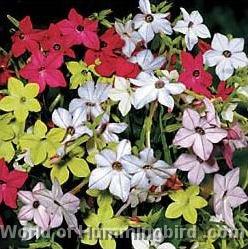 Hummingbird Garden Catalog: Flowering Tobacco
